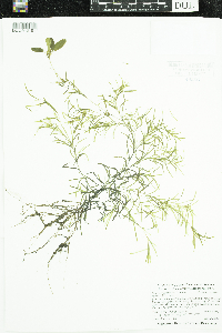 Potamogeton spirillus image