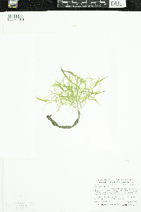 Potamogeton spirillus image