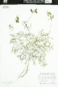 Potamogeton spirillus image