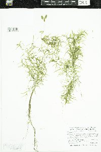 Potamogeton spirillus image