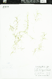 Potamogeton spirillus image