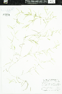 Potamogeton spirillus image