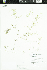 Potamogeton spirillus image