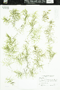 Potamogeton spirillus image