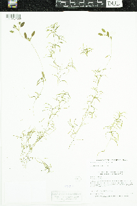 Potamogeton spirillus image