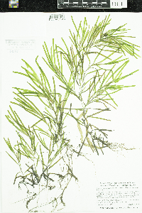 Potamogeton obtusifolius image