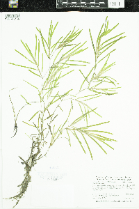 Potamogeton obtusifolius image