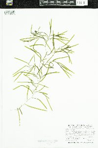 Potamogeton obtusifolius image