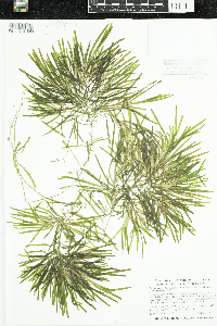 Potamogeton obtusifolius image