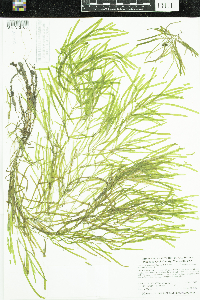 Potamogeton obtusifolius image