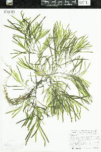 Potamogeton obtusifolius image
