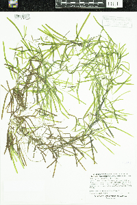 Potamogeton obtusifolius image