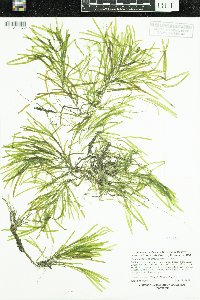 Potamogeton obtusifolius image
