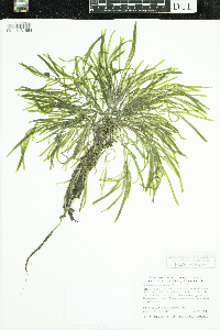 Potamogeton obtusifolius image