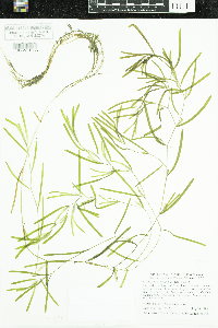 Potamogeton obtusifolius image