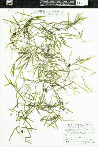 Potamogeton obtusifolius image