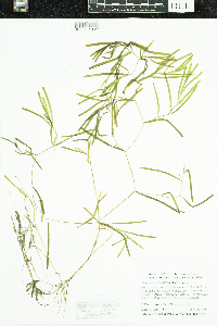 Potamogeton obtusifolius image