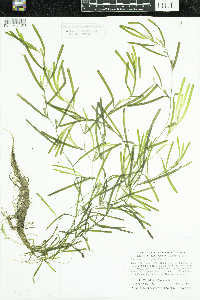 Potamogeton obtusifolius image