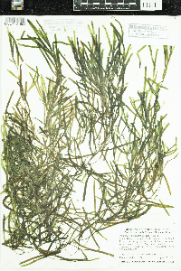 Potamogeton obtusifolius image