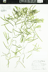 Potamogeton obtusifolius image