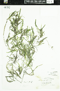 Potamogeton obtusifolius image