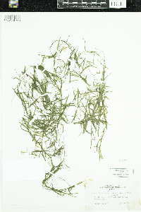Potamogeton obtusifolius image