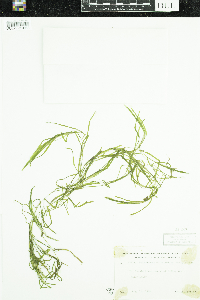 Potamogeton obtusifolius image