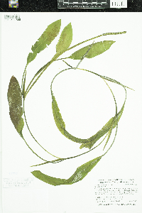 Potamogeton nodosus image