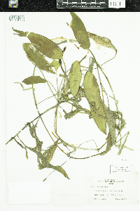 Potamogeton nodosus image