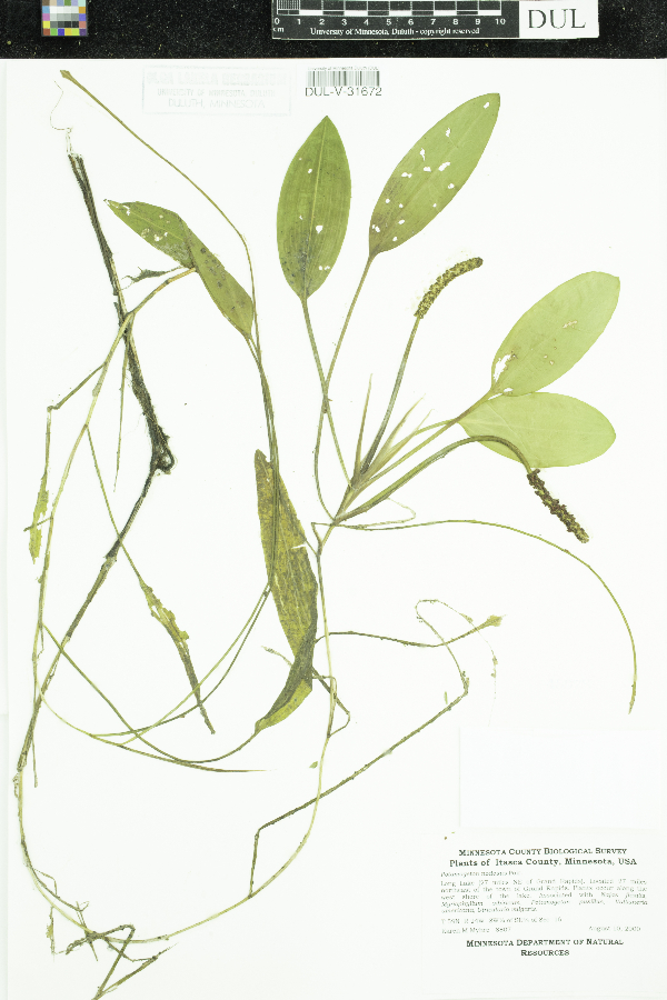 Potamogeton nodosus image