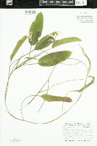 Potamogeton nodosus image