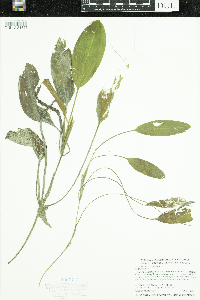 Potamogeton nodosus image