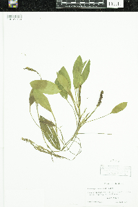 Potamogeton nodosus image