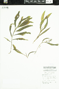 Potamogeton nodosus image