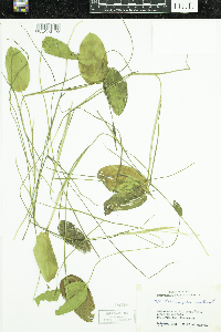 Potamogeton natans image