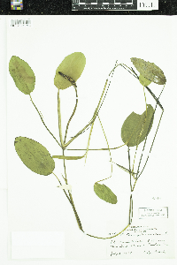 Potamogeton natans image