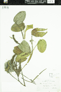 Potamogeton natans image