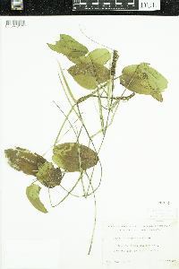 Potamogeton natans image
