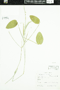 Potamogeton natans image