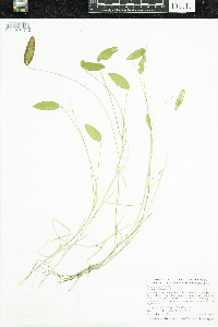 Potamogeton natans image