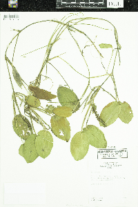 Potamogeton natans image