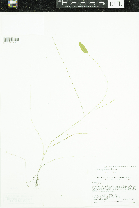 Potamogeton natans image