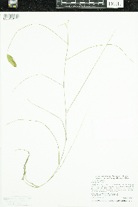 Potamogeton natans image