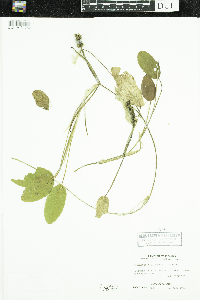 Potamogeton natans image
