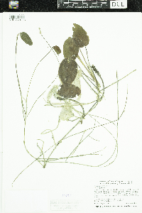 Potamogeton natans image