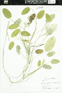 Potamogeton natans image