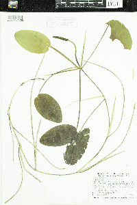 Potamogeton natans image