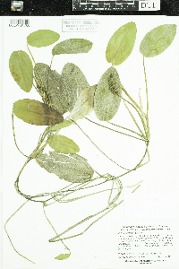 Potamogeton natans image