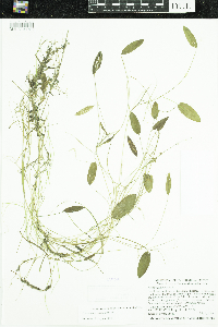 Potamogeton natans image