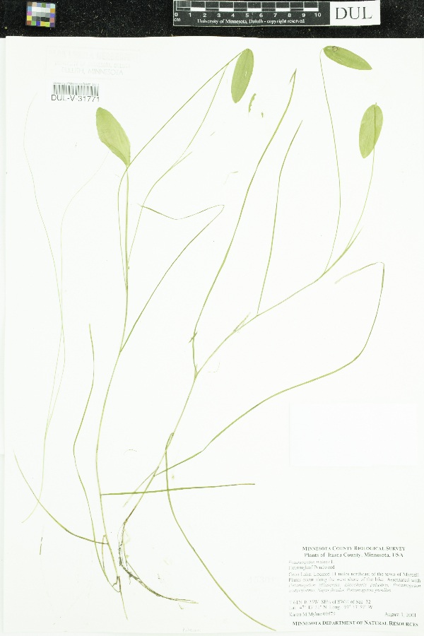 Potamogeton natans image